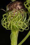 Arkansas ironweed